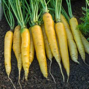 Carotte Jaune Obtuse du Doubs - Légumes d'Autrefois